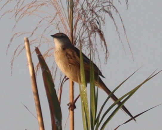 Paddyfield Warbler - ML647345429
