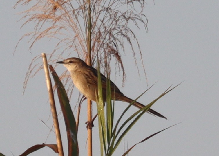 Paddyfield Warbler - ML647345430