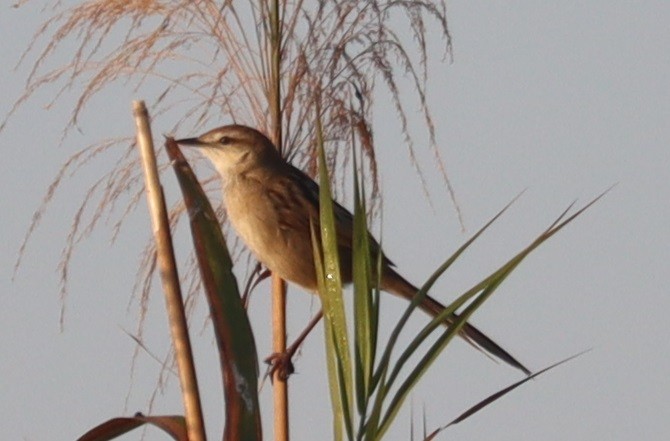 Paddyfield Warbler - ML647345431