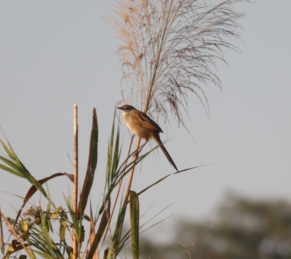 Paddyfield Warbler - ML647345432