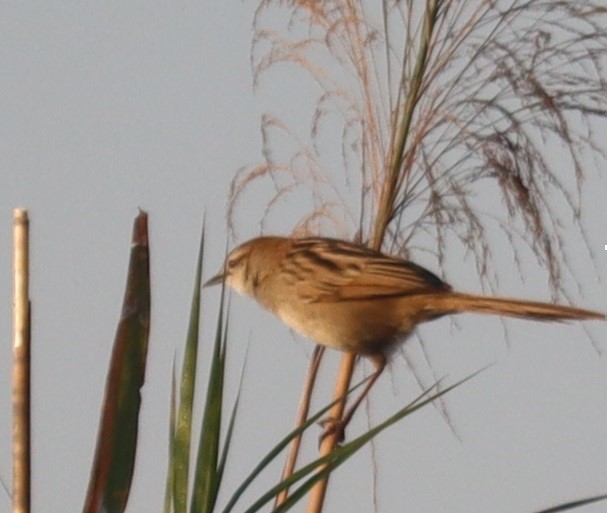 Paddyfield Warbler - ML647345434