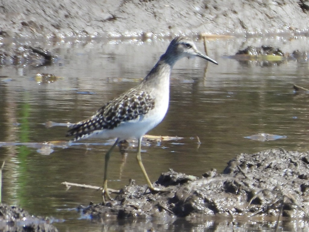 Wood Sandpiper - ML647345436