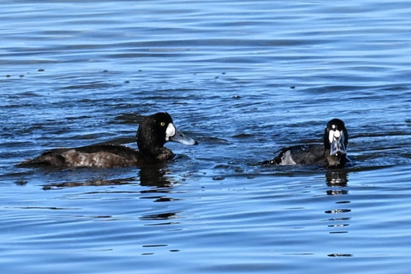 Greater/Lesser Scaup - ML647345437