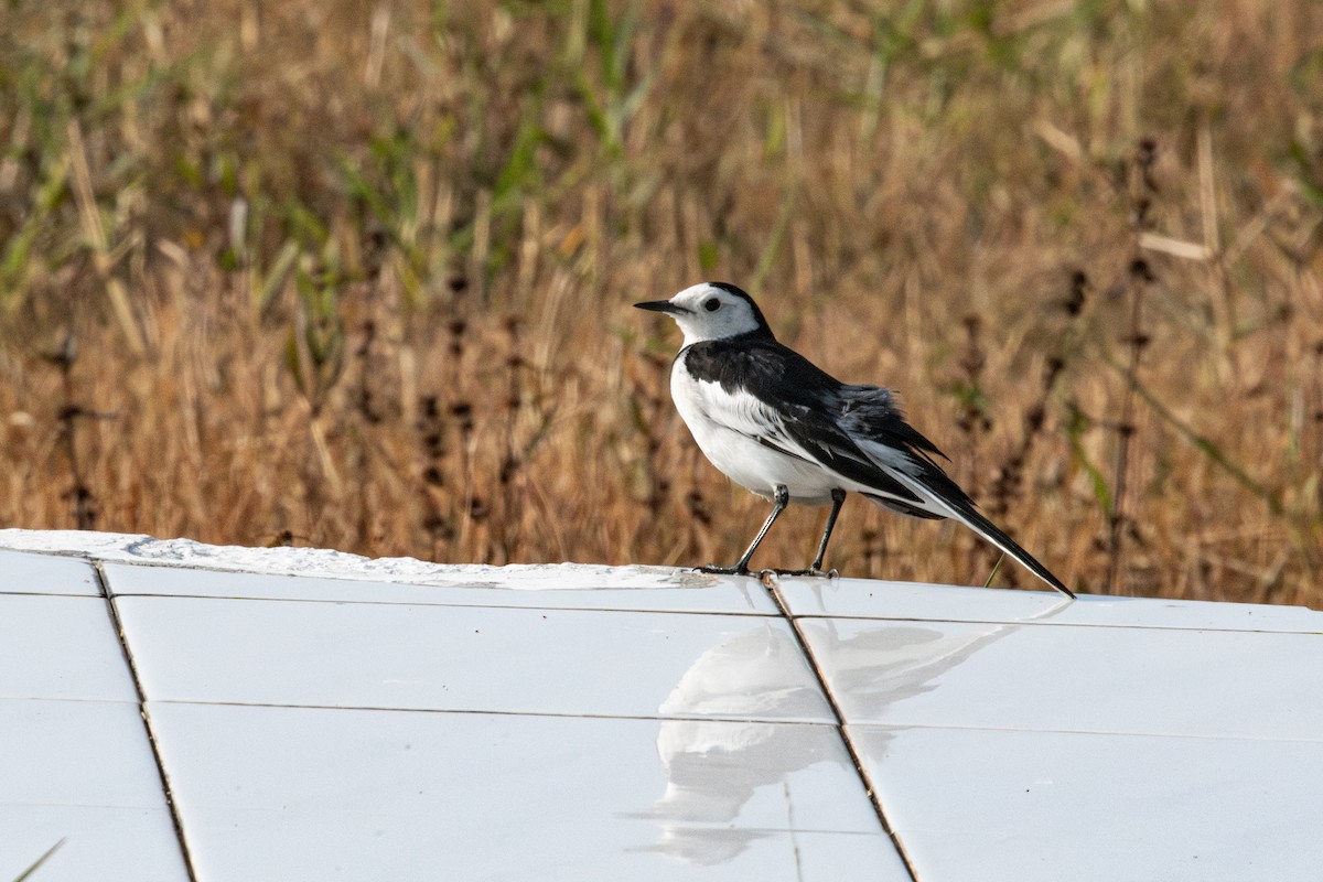 White Wagtail - ML647345438