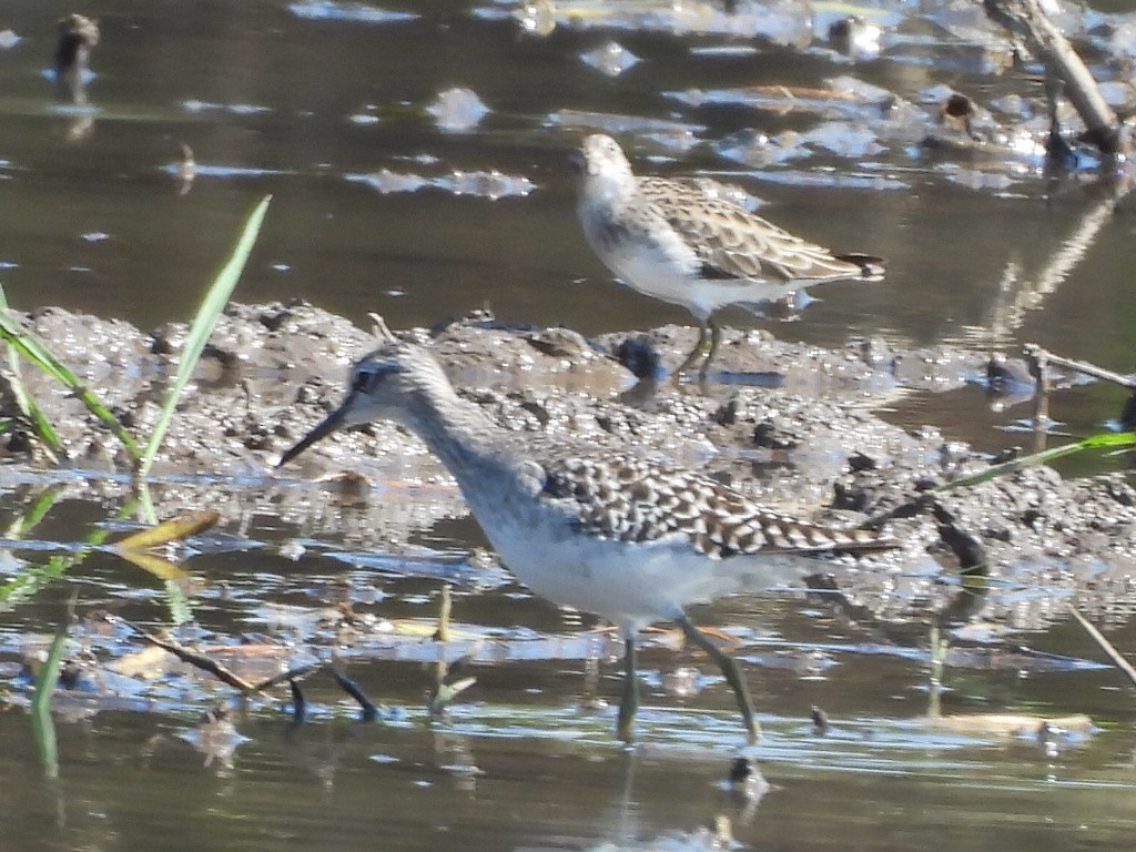 Wood Sandpiper - ML647345439