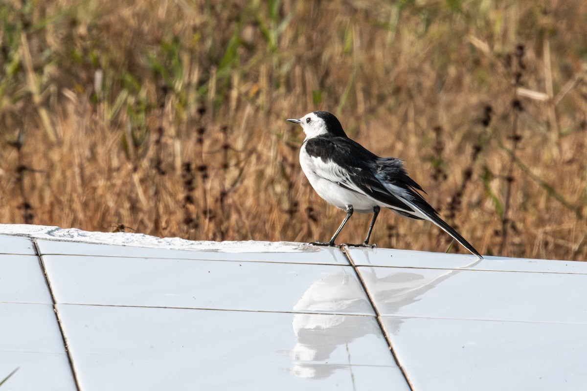 White Wagtail - ML647345440