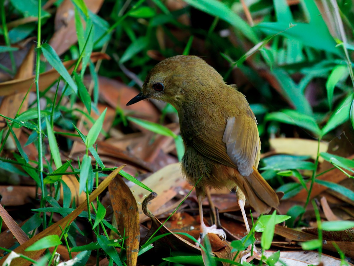 Atherton Scrubwren - ML647345441