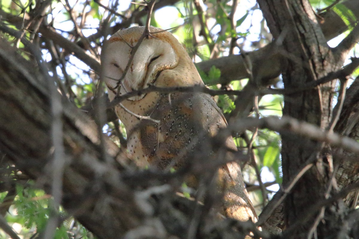 Western Barn Owl (African) - ML647345443