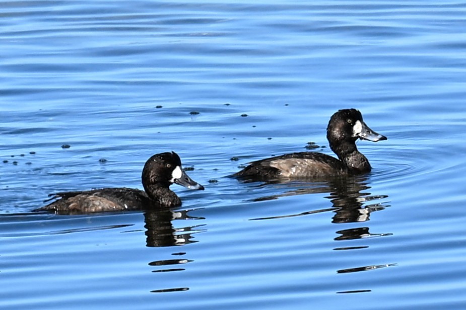 Greater/Lesser Scaup - ML647345445