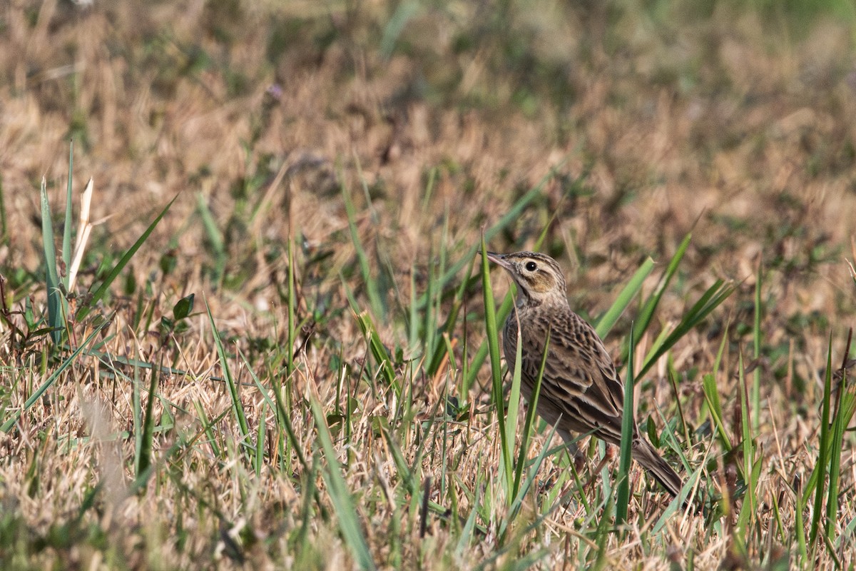 Richard's Pipit - ML647345446