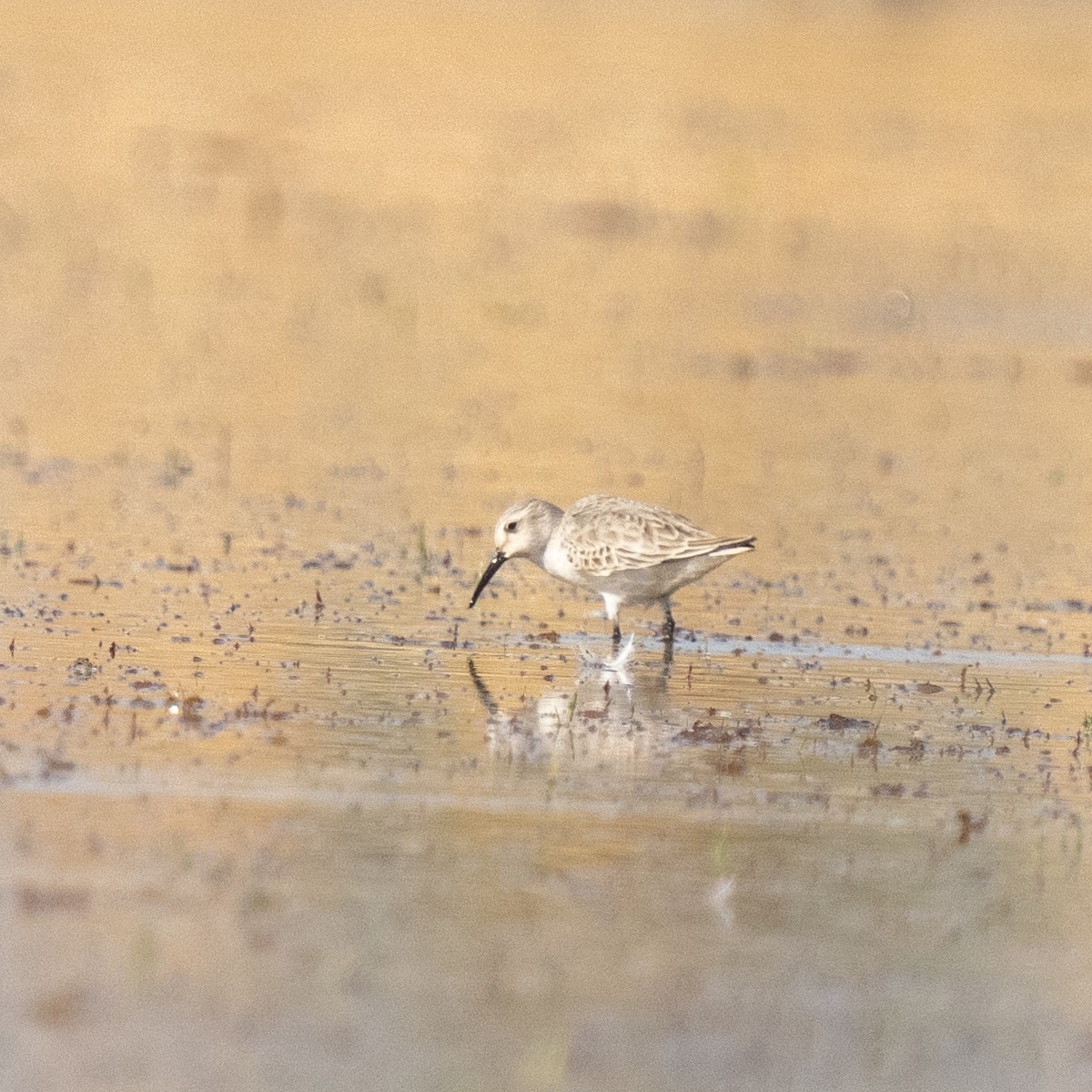 חופית מגלית - ML647345447