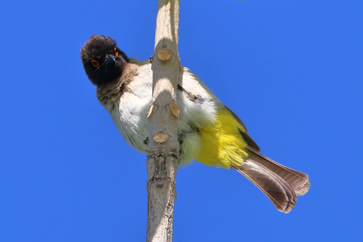 Black-fronted Bulbul - ML647345448