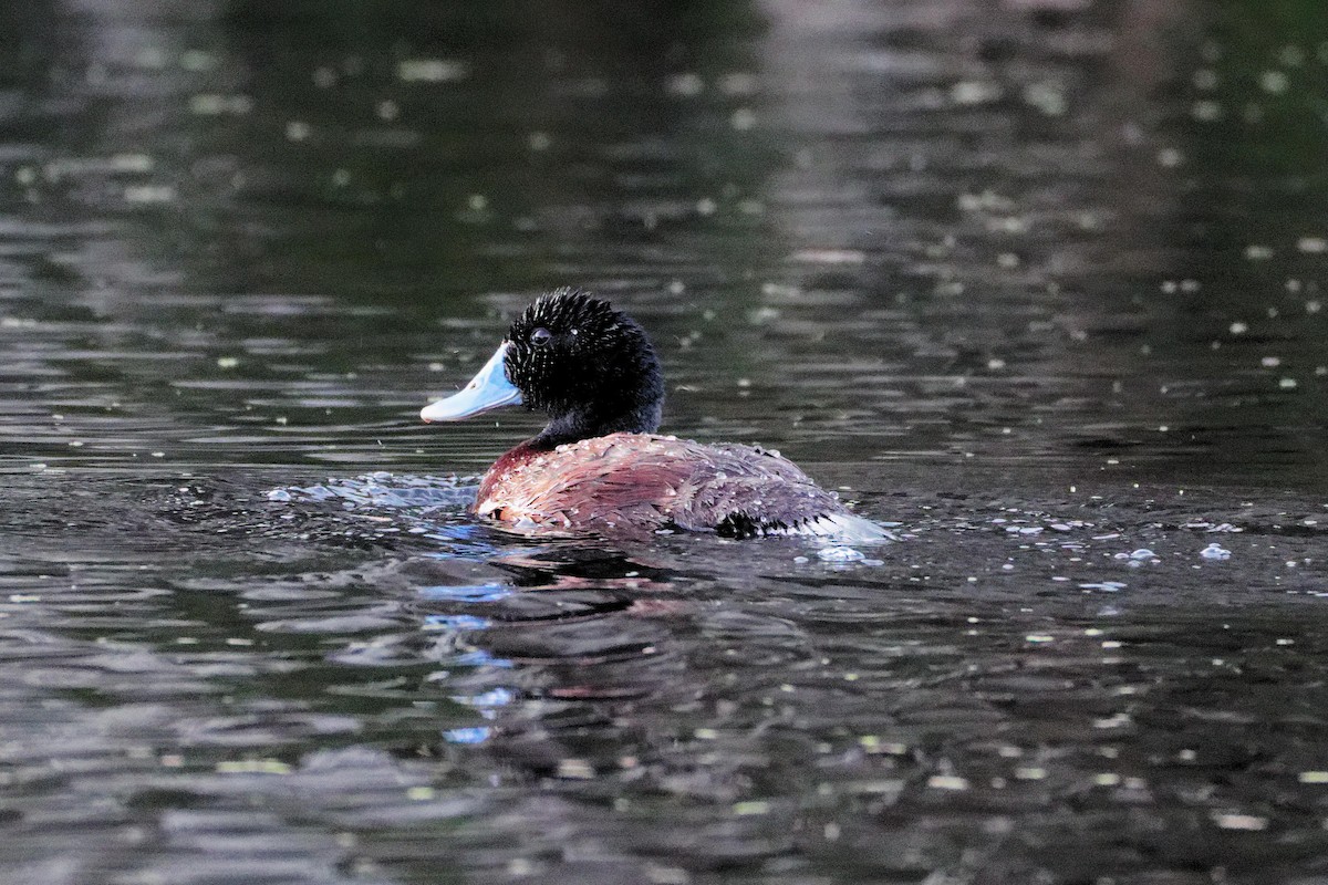 Blue-billed Duck - ML647345450