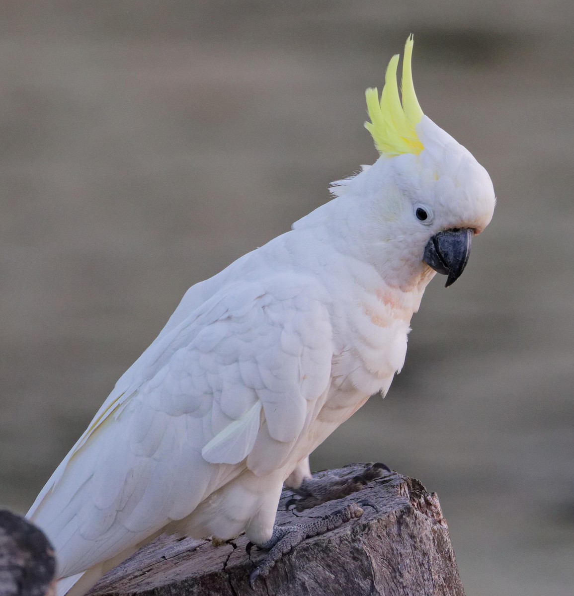 Sulphur-crested Cockatoo - ML647345452