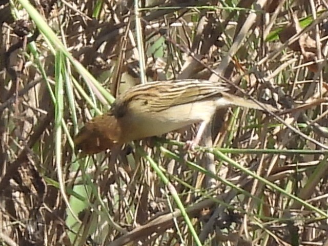 Asian Golden Weaver - ML647345456