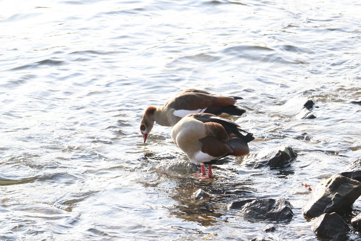 Egyptian Goose - ML647345458