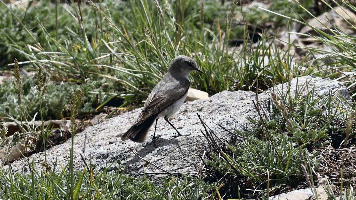 Cinereous Ground-Tyrant - ML647345462