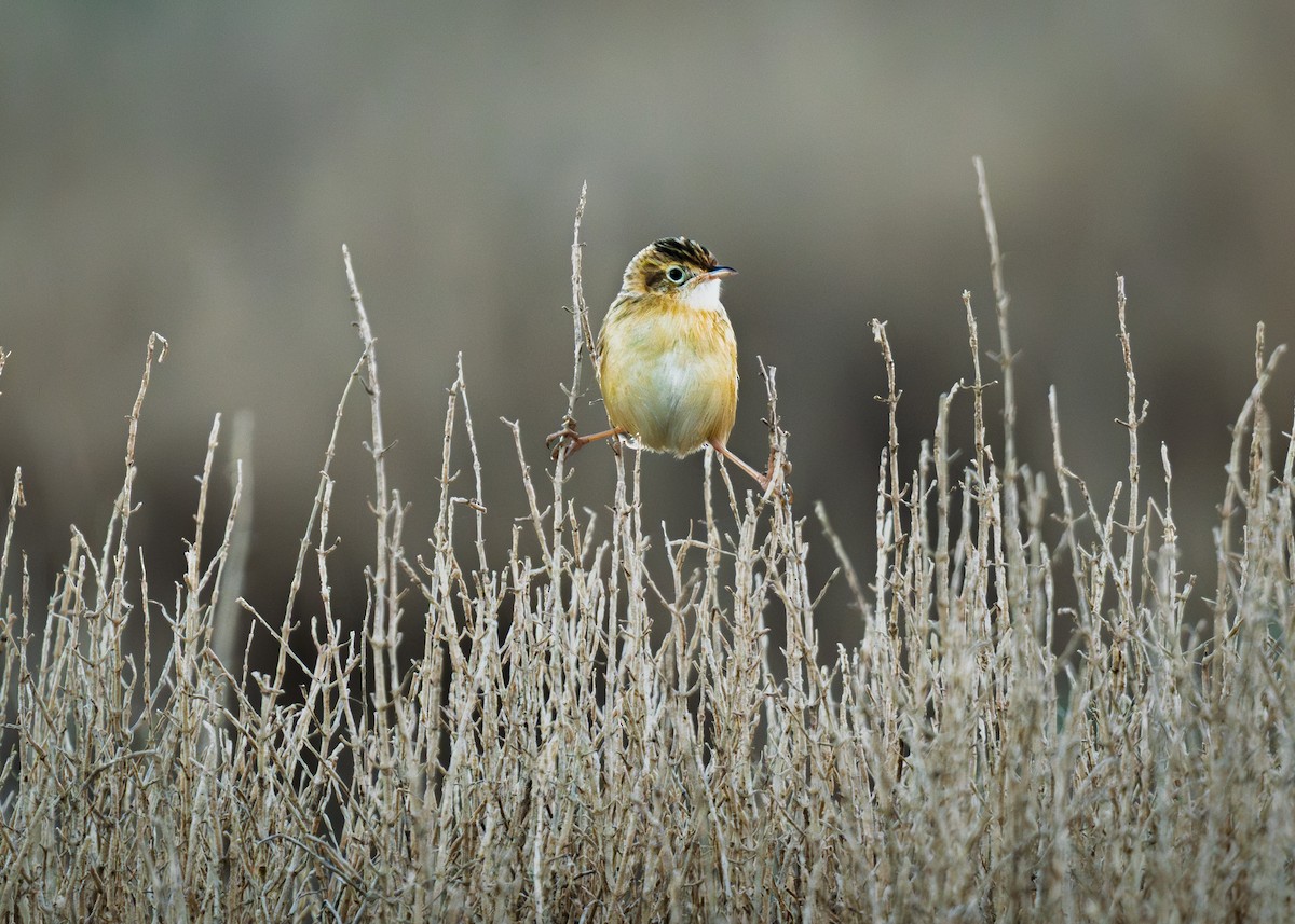 Zitting Cisticola - ML647345463