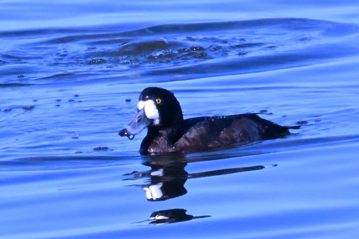 Greater/Lesser Scaup - ML647345464