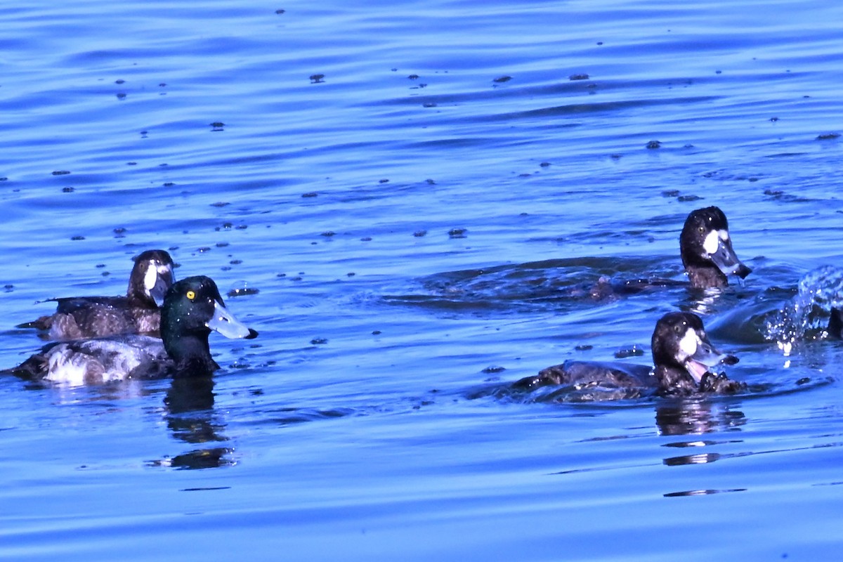 Greater/Lesser Scaup - ML647345466