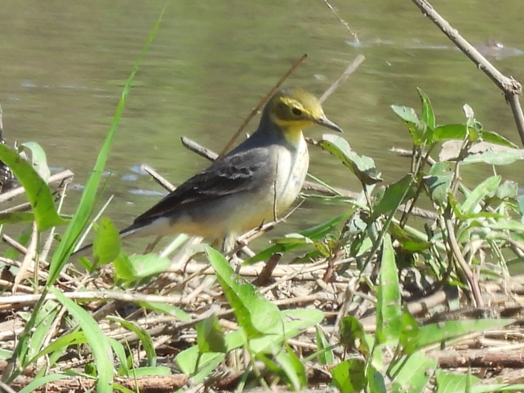 Citrine Wagtail - ML647345467