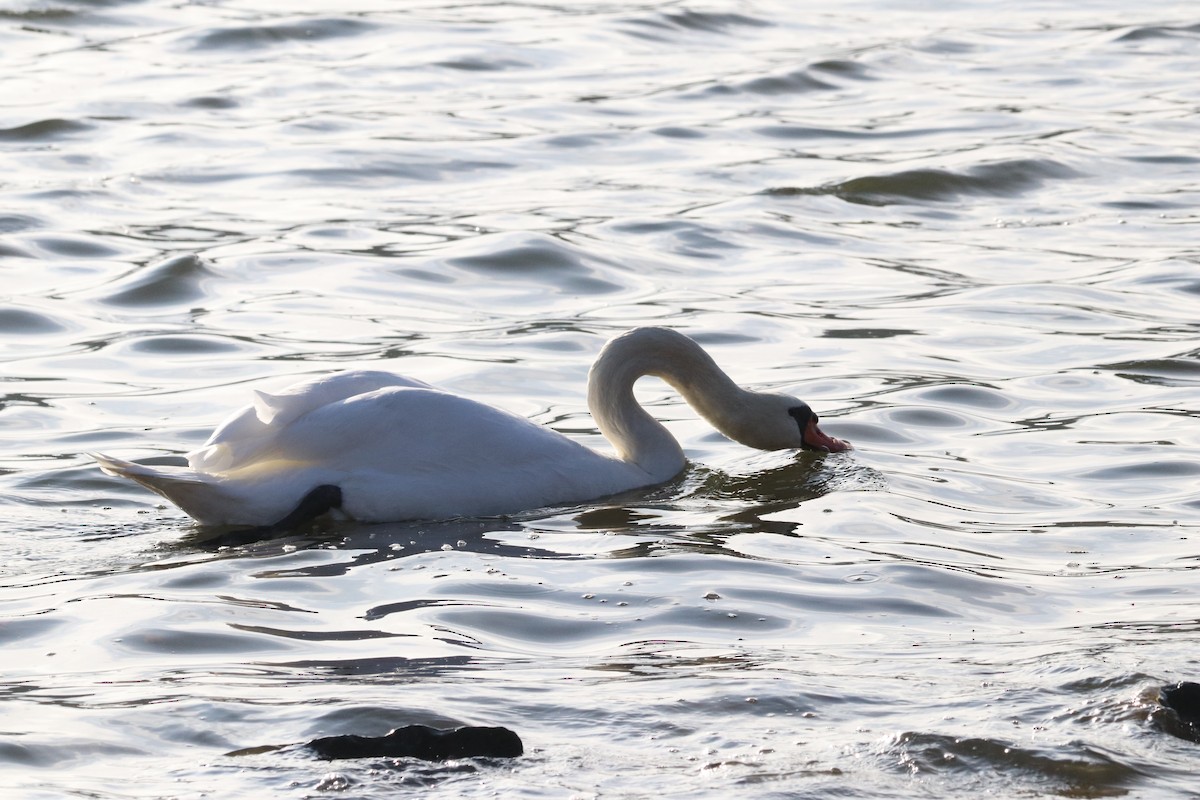 Mute Swan - ML647345468