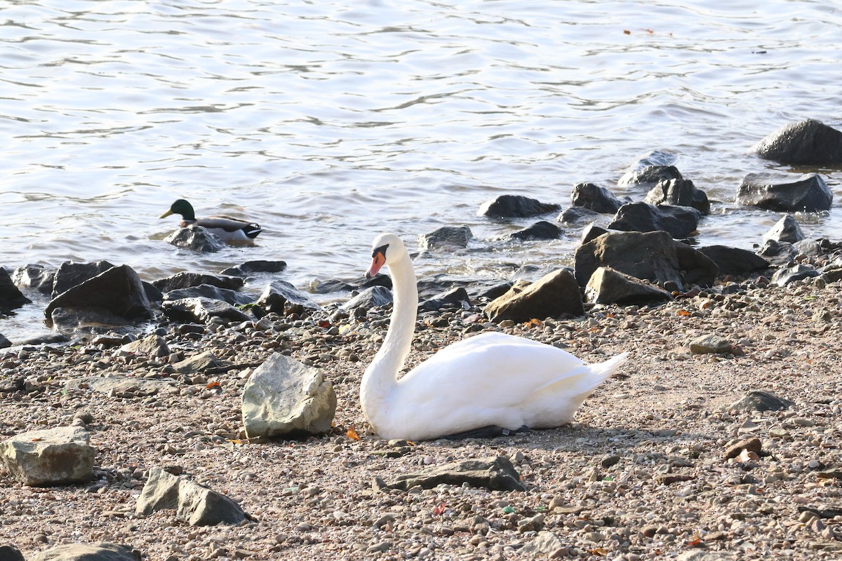 疣鼻天鵝 - ML647345469