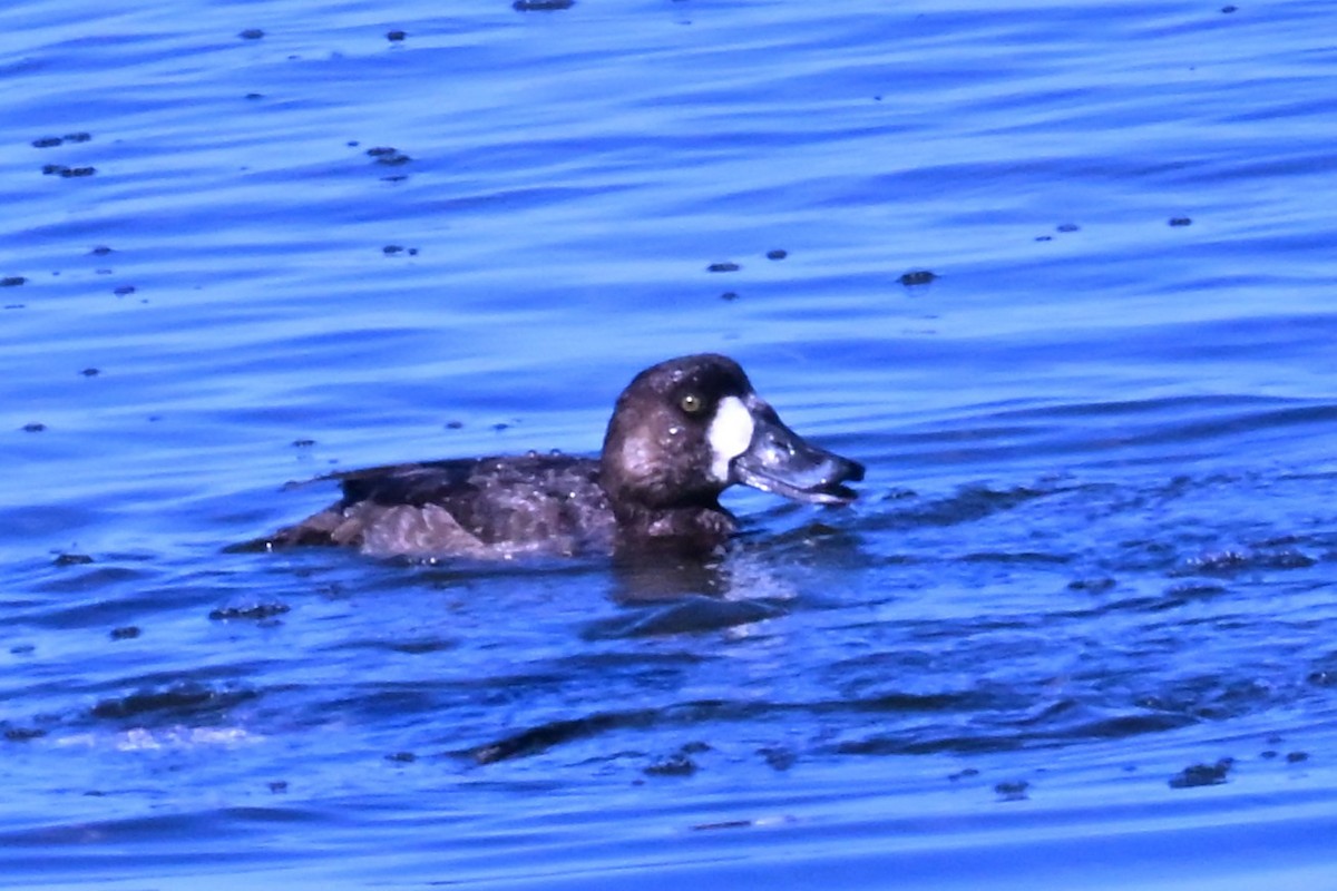 Greater/Lesser Scaup - ML647345470