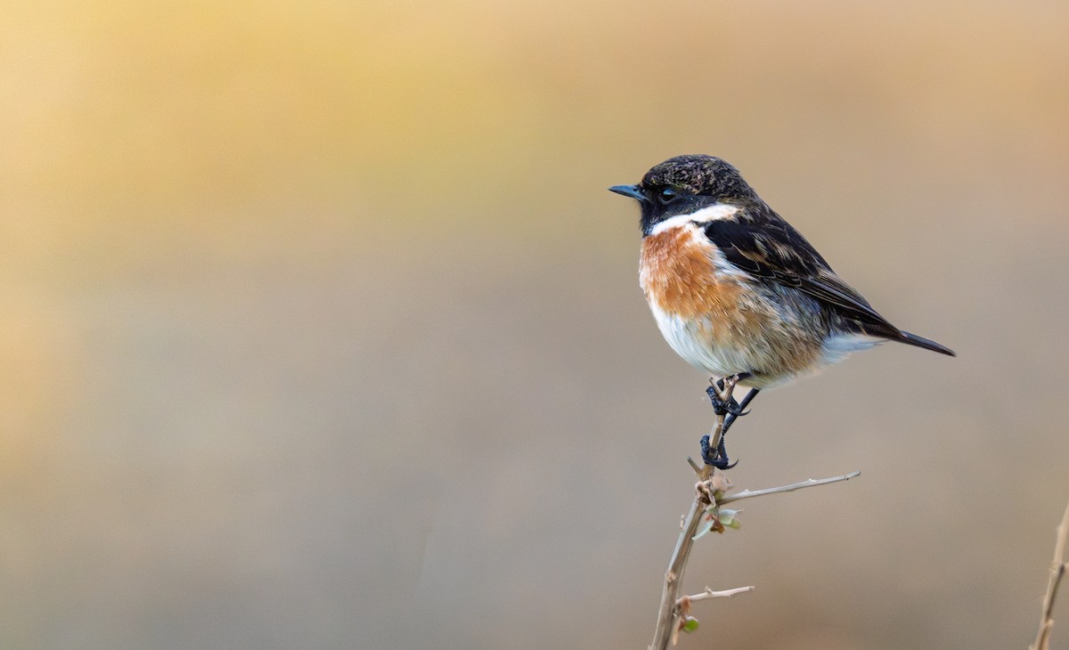 European Stonechat - ML647345472