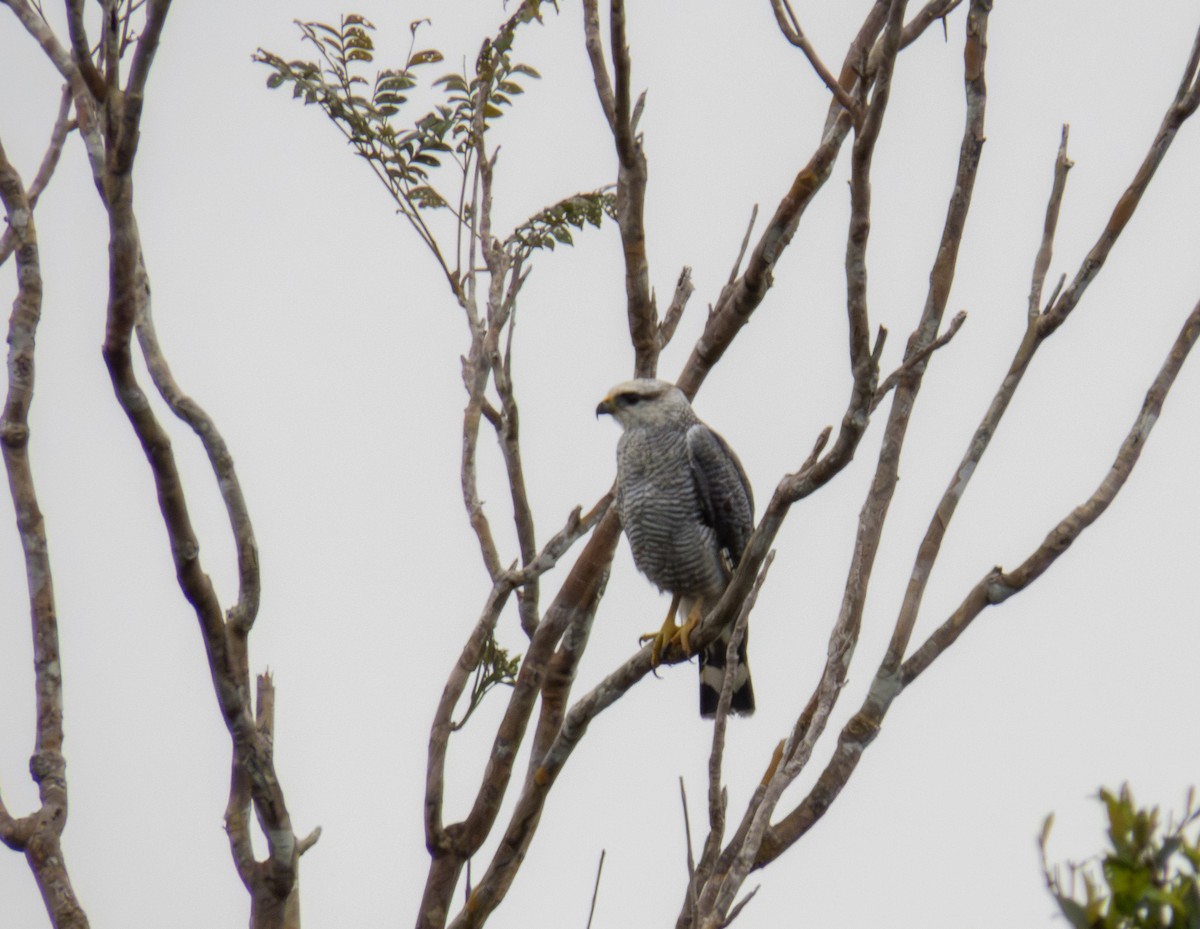 Gray-lined Hawk - ML647345473