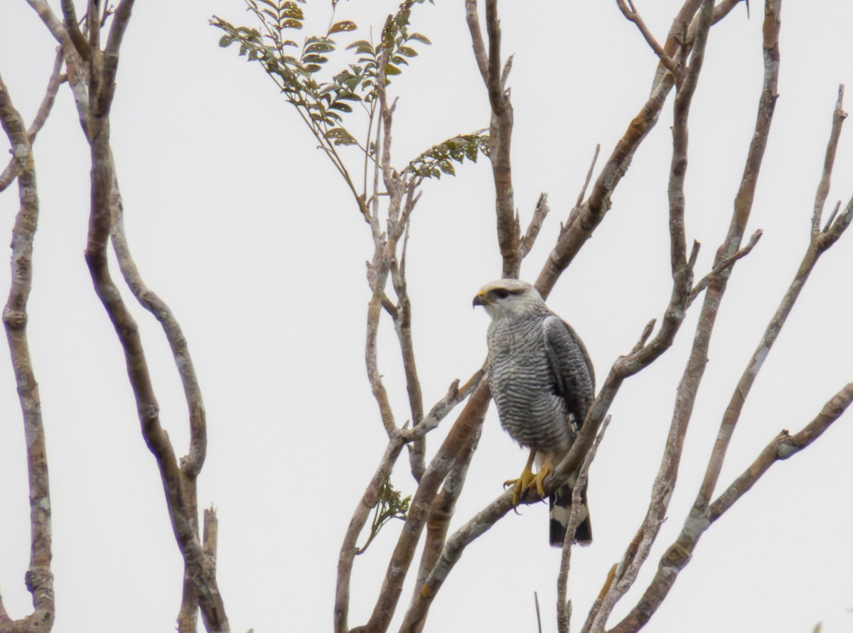 Gray-lined Hawk - ML647345474