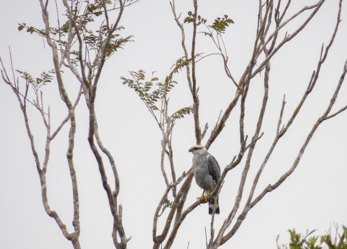 Gray-lined Hawk - ML647345475