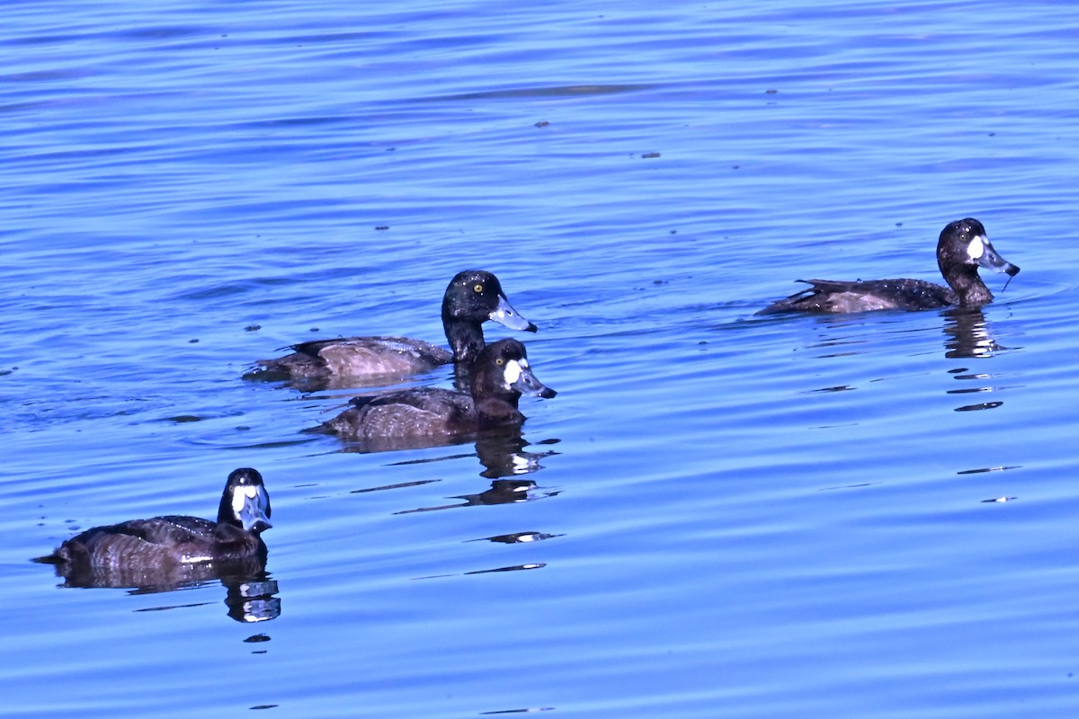 Greater/Lesser Scaup - ML647345476