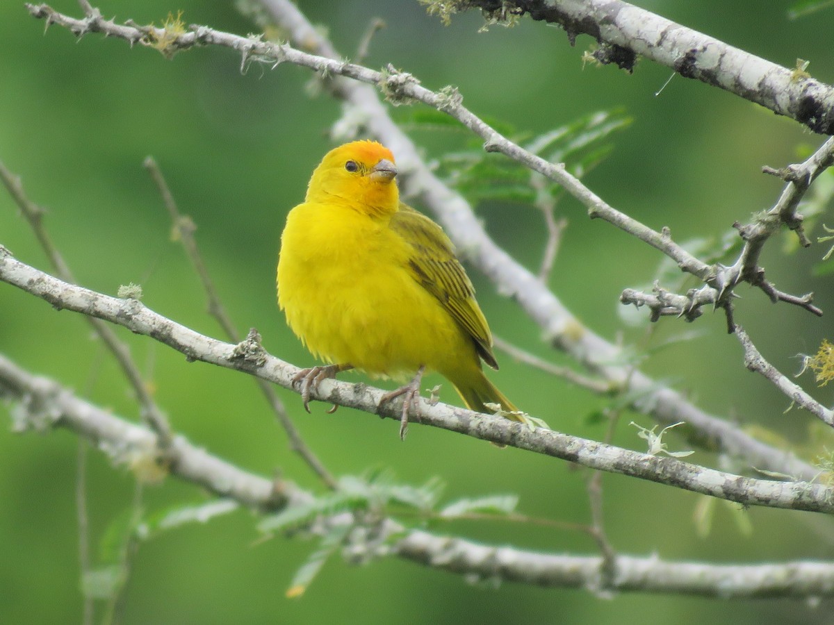 Saffron Finch - ML647345477