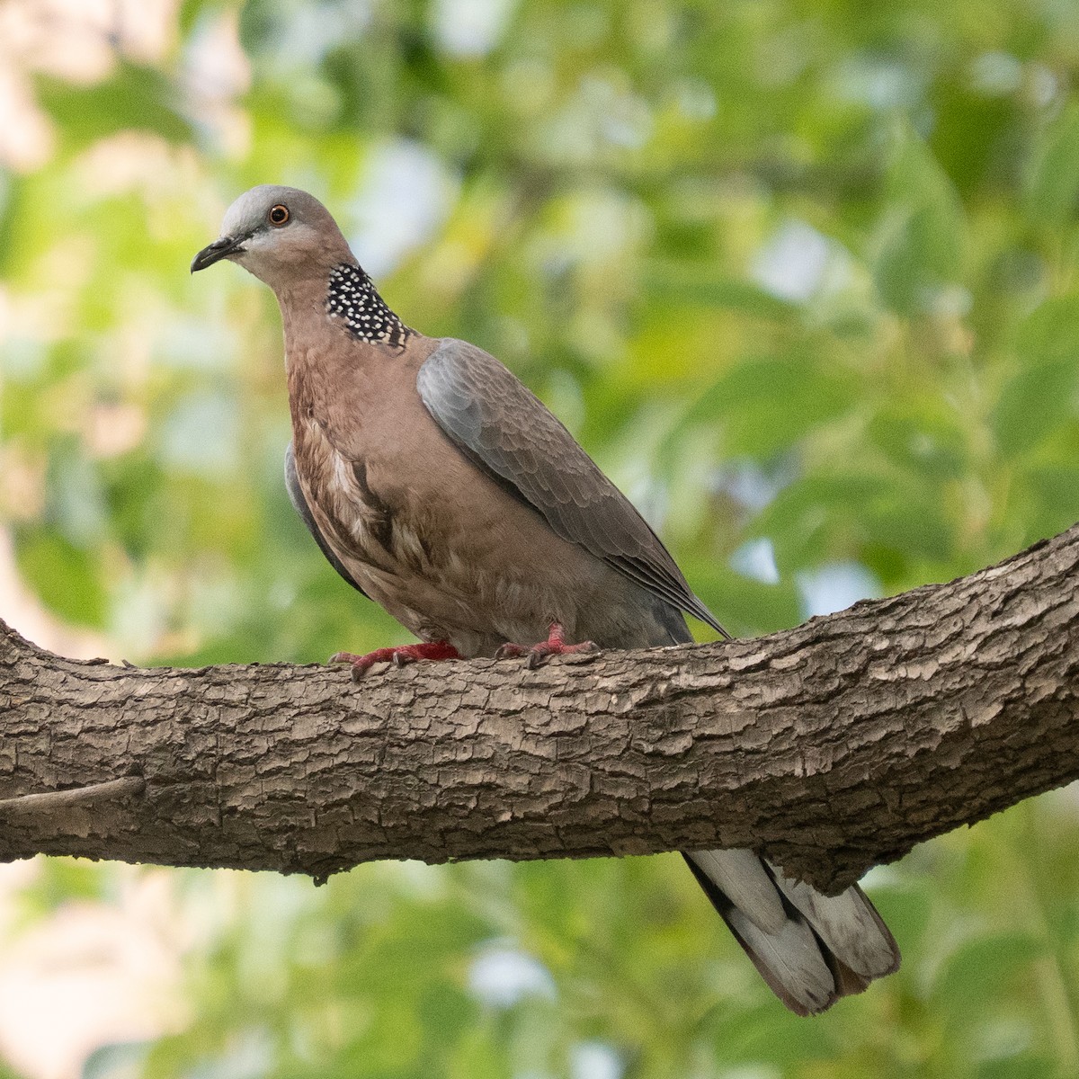Spotted Dove - ML647345479