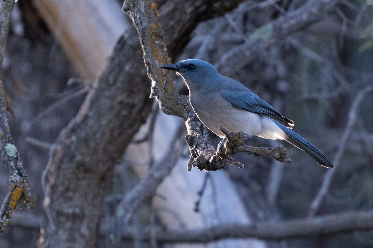 Mexican Jay - ML647345480