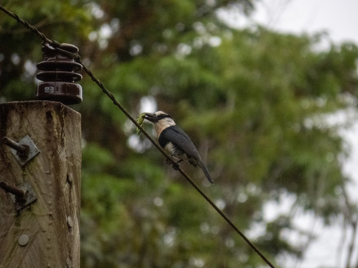 White-necked Puffbird - ML647345481