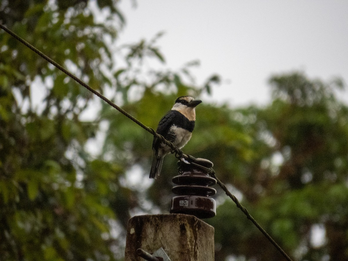 White-necked Puffbird - ML647345482