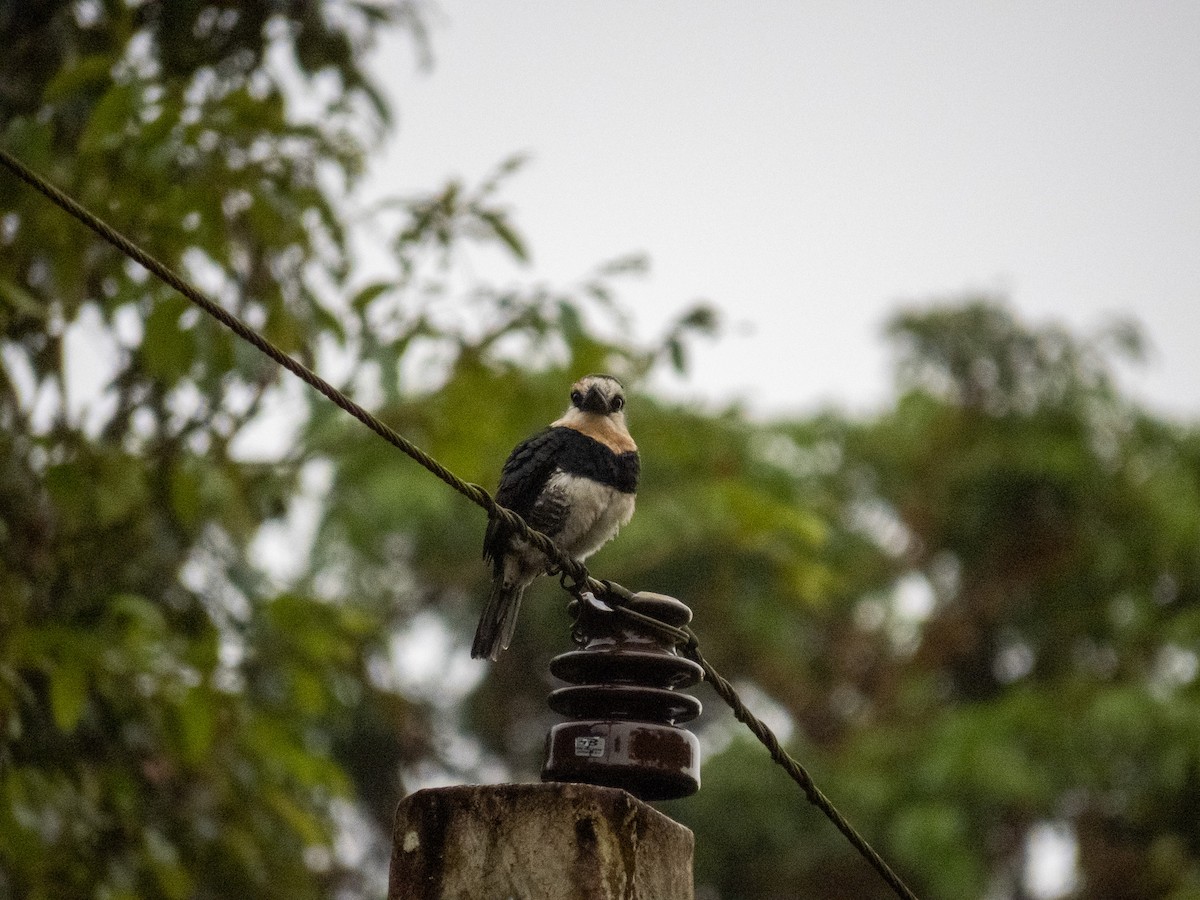 White-necked Puffbird - ML647345483
