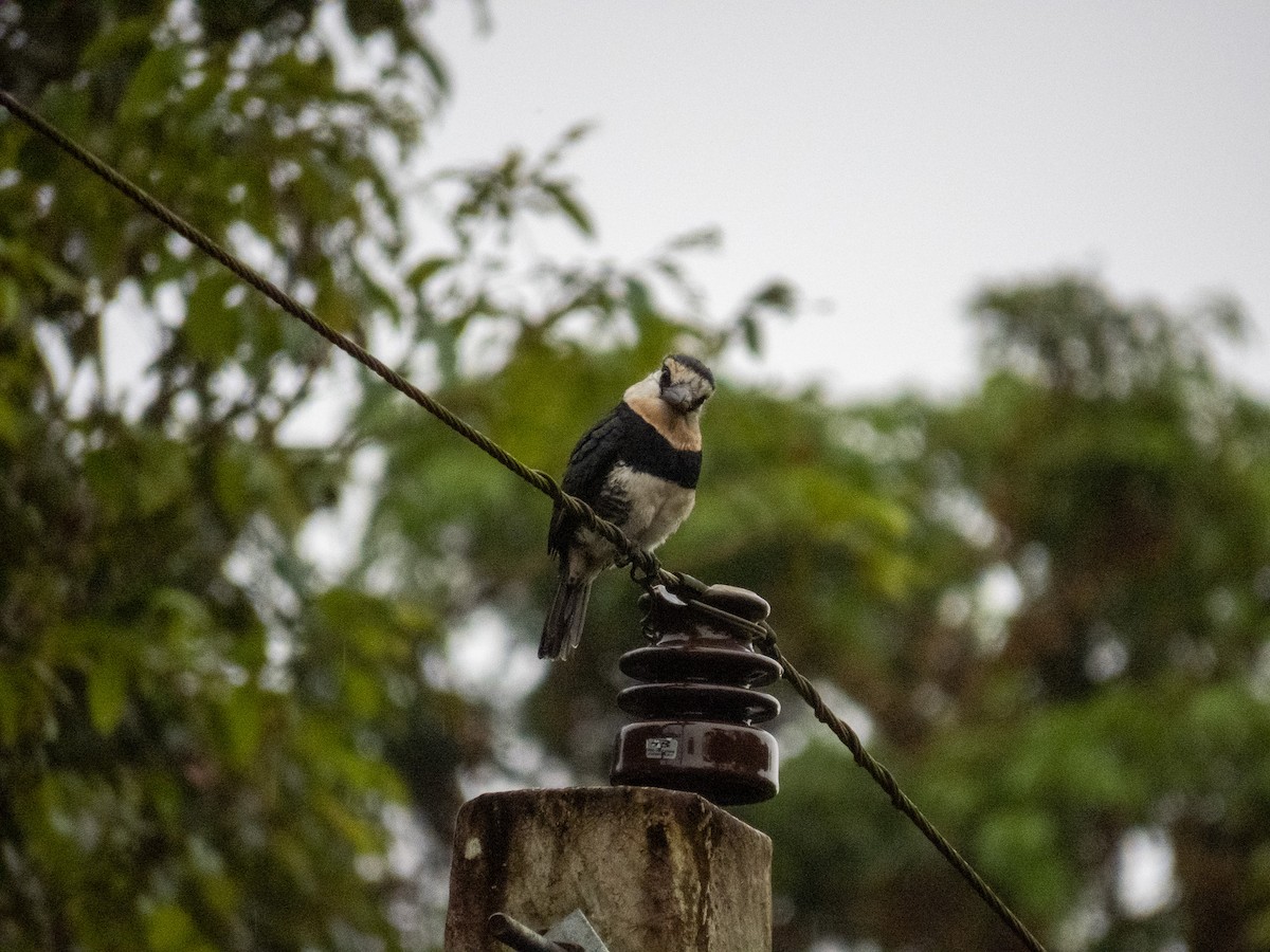 White-necked Puffbird - ML647345484