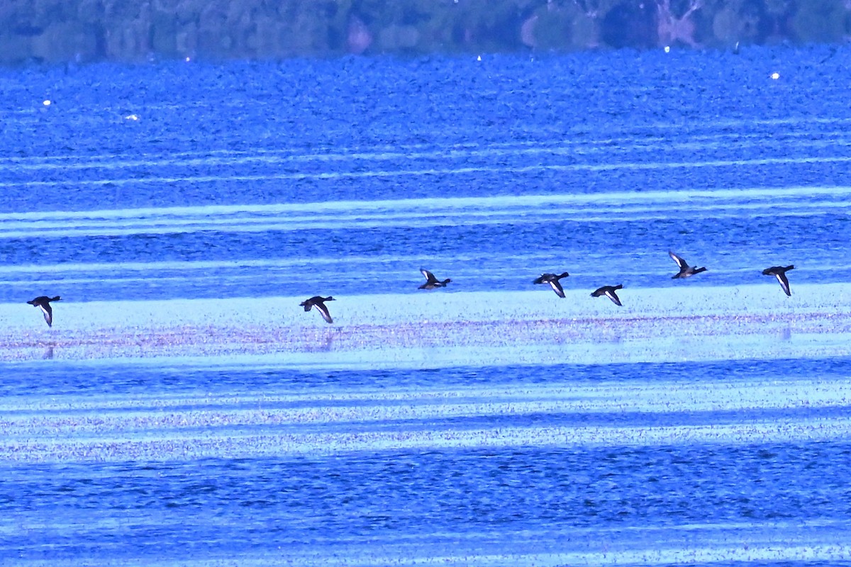 Greater/Lesser Scaup - ML647345485