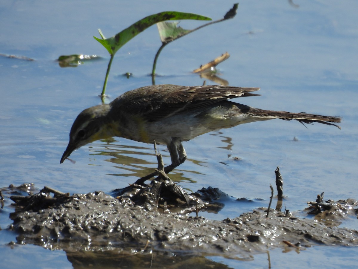 Eastern Yellow Wagtail - ML647345486