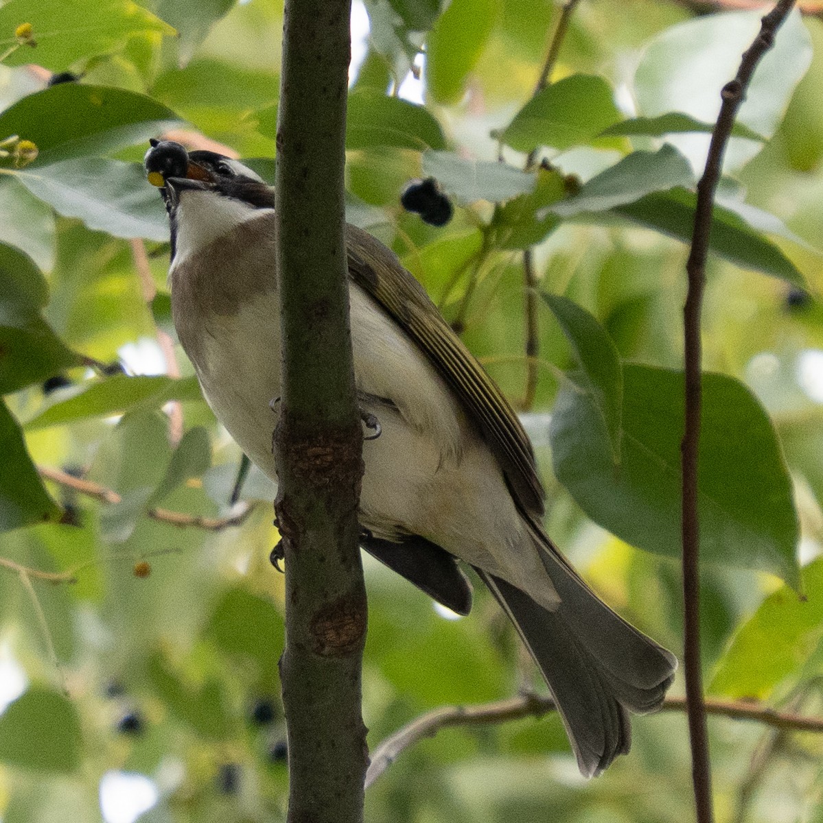 Light-vented Bulbul - ML647345487