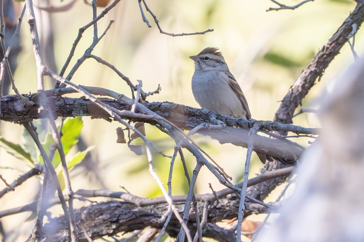 Rufous-crowned Sparrow - ML647345488