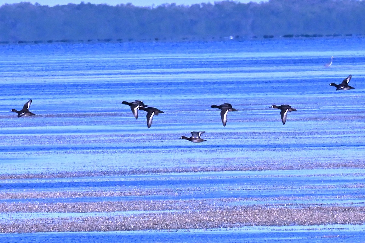 Greater/Lesser Scaup - ML647345489