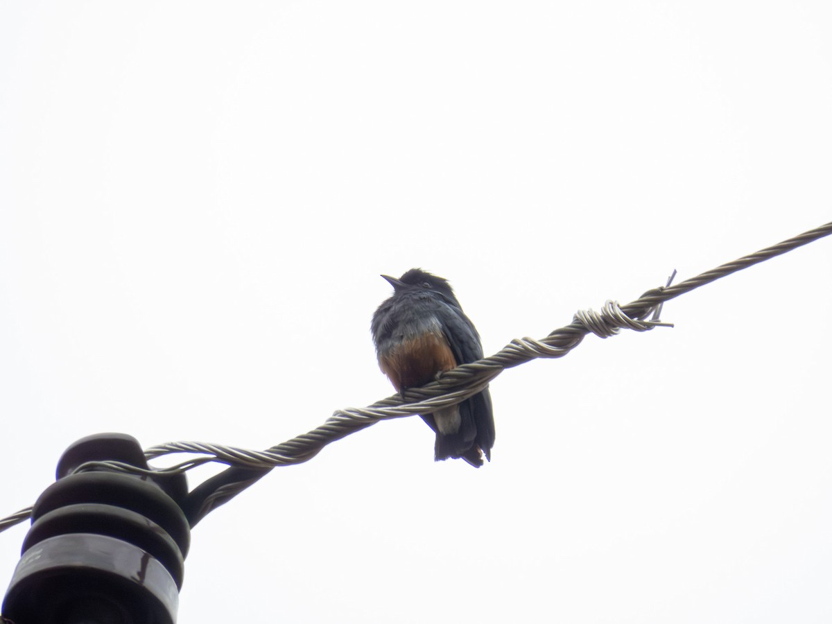 Swallow-winged Puffbird - ML647345490