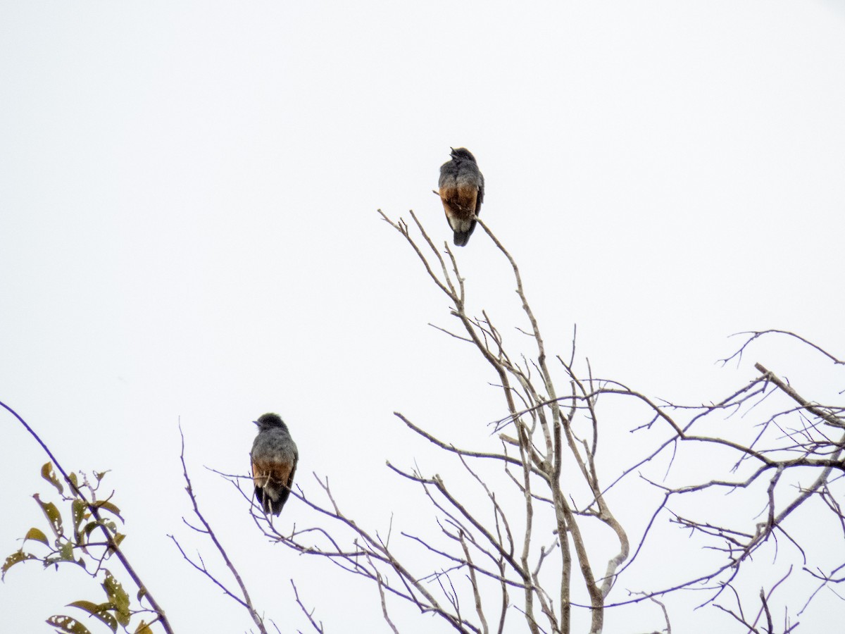 Swallow-winged Puffbird - ML647345491