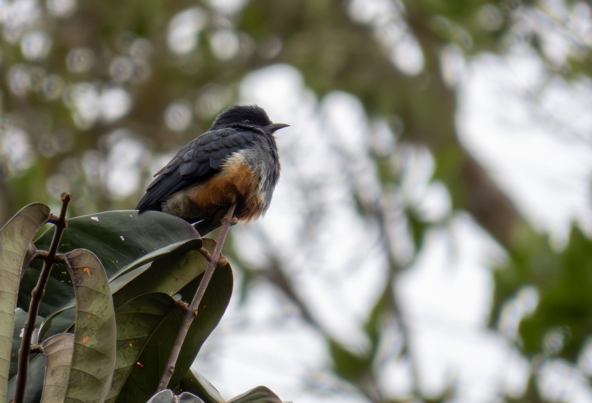 Swallow-winged Puffbird - ML647345492