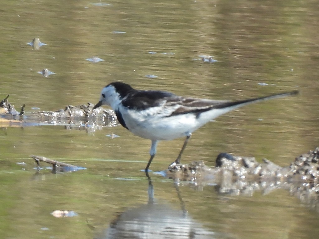 נחליאלי לבן - ML647345493