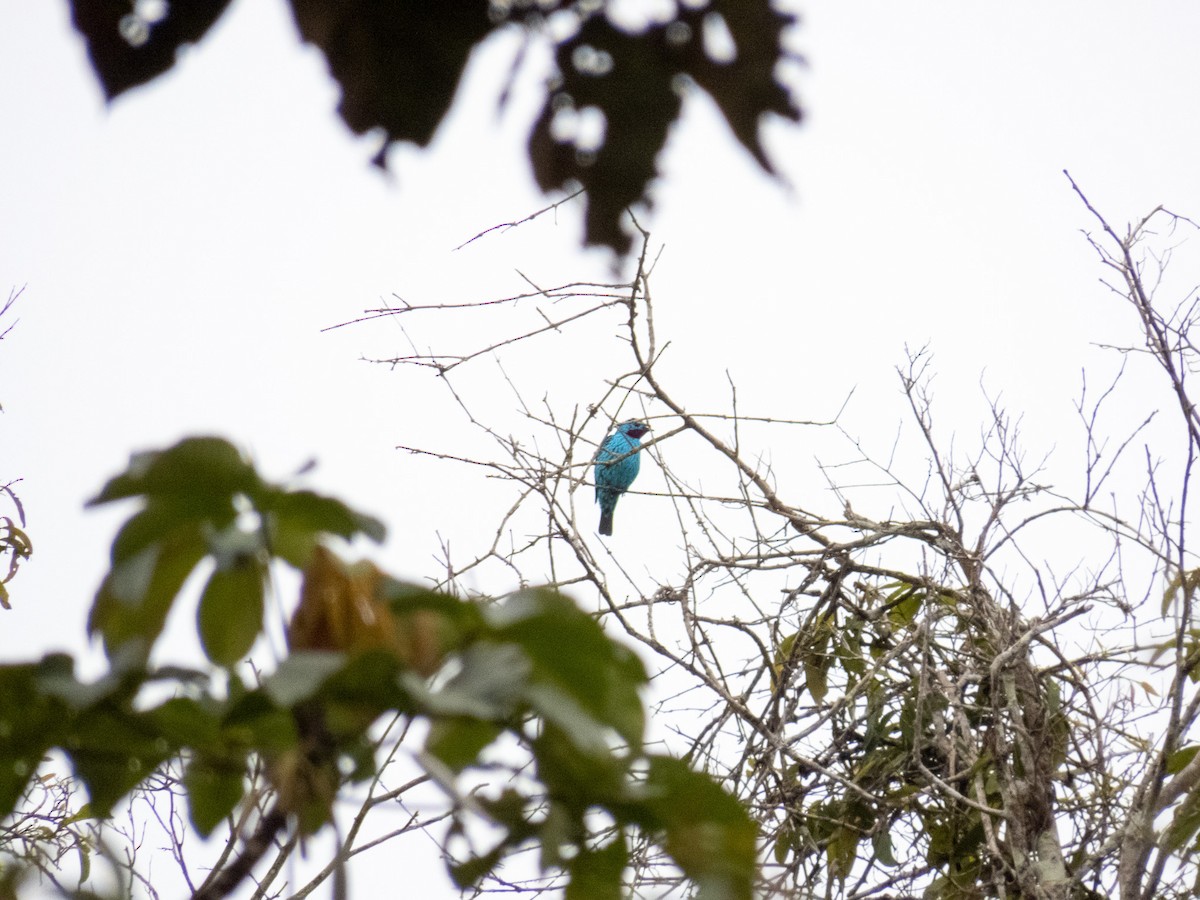 Spangled Cotinga - ML647345495